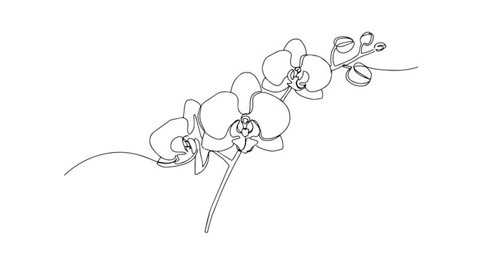 orchid flower botanical illustration line art one line vector monoline
