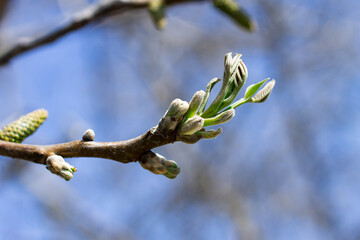 Brown branch with multiple yellow-green buds clustered along its length, set against a soft blue...