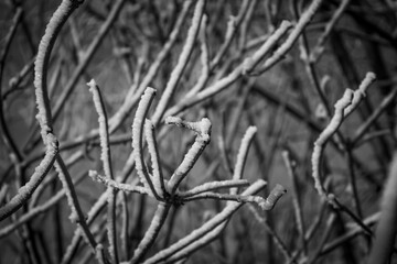Branches coated in hoarfrost create intricate patterns against a blue sky. The frost forms delicate, white crystals along each branch.