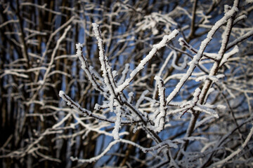 Bare trees densely coated with white hoarfrost stand amidst a forest, lacy appearance against the backdrop of a blue sky with scattered clouds.
