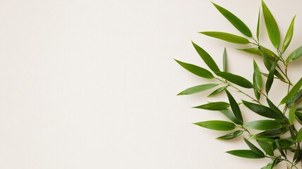 Fototapeta premium Lush green bamboo leaves arranged on a minimalist beige background, leaving ample copy space.