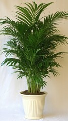 Fototapeta premium Lush areca palm in elegant pot against soft backdrop evoking tranquility and natural beauty for interior design inspiration