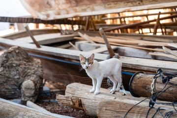 Katze in Traditioneller Holzbootbau in einer Werft in Sur Oman