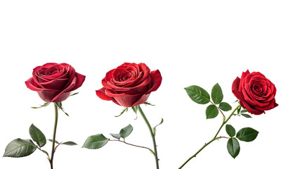 Red roses set, Rose flower collections isolated