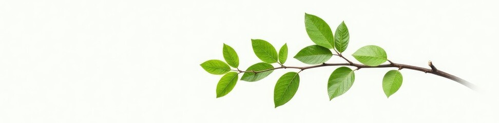 Obraz premium Single branch with leaves on white background, tree, branches, natural