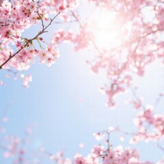 Fototapeta premium A bright and refreshing spring background with pink cherry blossoms in full bloom, softly blurred against a clear blue sky. 