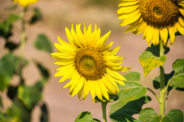 Fototapeta premium A bright sunflower standing tall in a field under a clear blue sky