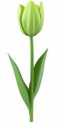 Fresh Green Tulip Flower on White Background with Natural Leaves and Smooth Petal Design