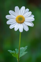 Obraz premium Captivating Close Up of a Fresh White Daisy with Yellow Center Against a Soft Green Background in Natural Light