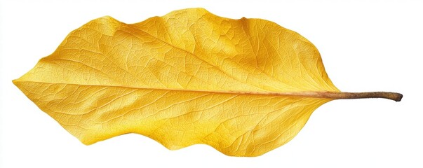 Naklejka premium Glowing yellow Flame of the Forest flower, high-definition macro details, isolated on a pure white background. Flame of the Forest / Butea monosperma