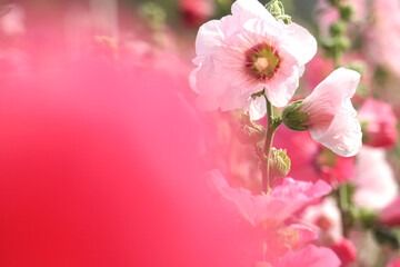 Fototapeta premium Hollyhocks grow in a variety of garden colors. This flower is often used in weddings to express pure love.