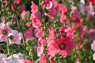 Hollyhocks grow in a variety of garden colors. This flower is often used in weddings to express pure love.