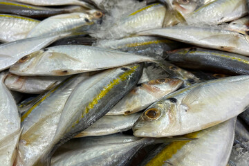 Yellowstripe Scad, Fresh fish for sale on a bed of ice at a seafood market