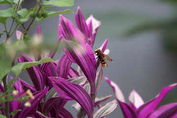 Schwebfliege auf Tradeskantie