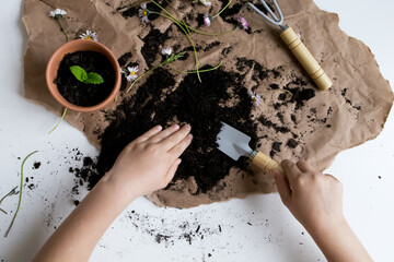 Child gardening activity with soil and plants