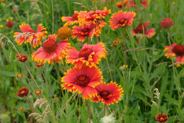 Gaillardia is growing in garden. Perennial ornamental plant. Orange flower blooming in meadow....