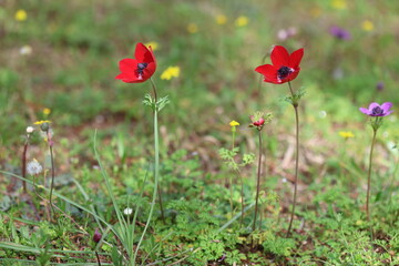 red anemone flowers in spring time