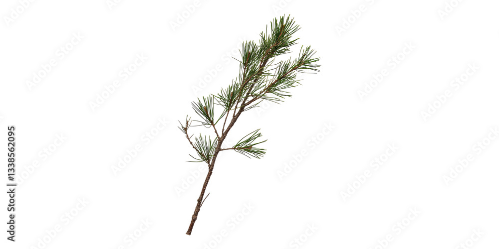 Poster pine tree branch with needles. nature and botanical study isolated on transparent background