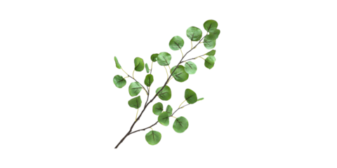 Eucalyptus Branch With Green Leaves. Natural Botanical Element For Decor And Design Isolated On Transparent Background