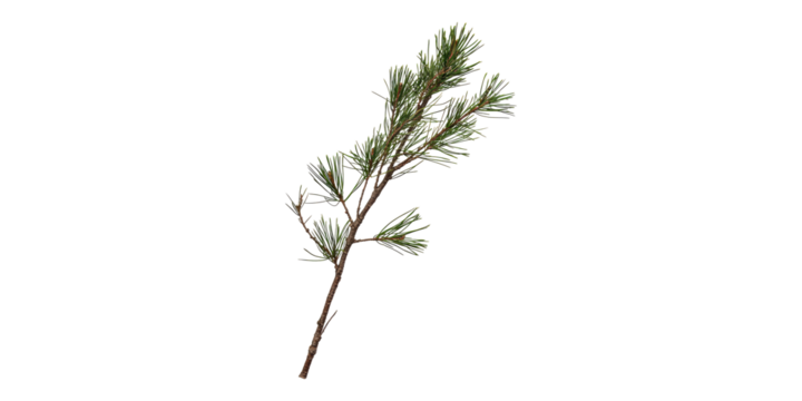 Pine Tree Branch With Needles. Nature And Botanical Study Isolated On Transparent Background