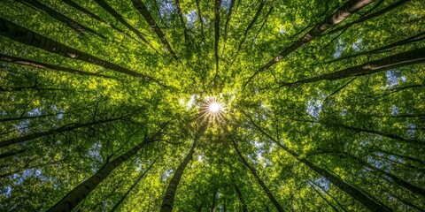 Canopy of Hope Sunlight Radiates Through a Majestic Forest of Towering, Lush Green Trees