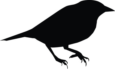 silhouette of a crow