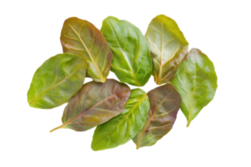Fresh green and red leaves arranged on a flat surface