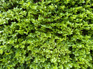 green leaves background