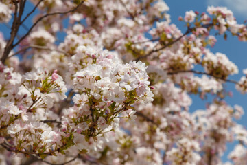 Sakura or japanese cherry blossoms on blue sky background. Tender spring flowers on tree branches, closeup