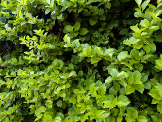 Fototapeta premium vibrant green hedge filled with small, glossy leaves that reflect natural light