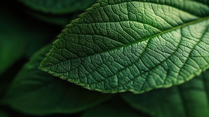 Obraz premium A close up photograph of a green textured leaf