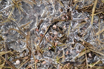 There are ice crystals among grass in nature in sunny day in early spring.