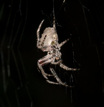 Parawixia audax spider