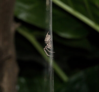 Parawixia audax spider