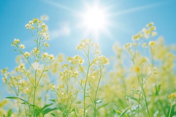 Fototapeta premium A field of bright yellow flowers under a sunny sky