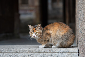 The Kitten on the threshold.