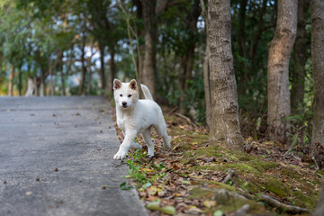 Puppy playing in the park