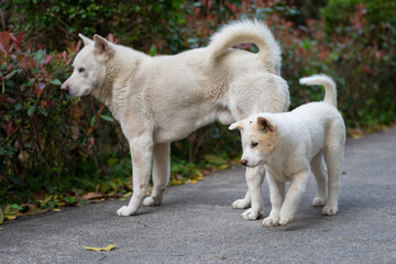 Daddy dog and puppy playing in the park