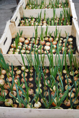 green onions. growing yellow onions for greens in wooden boxes. greenhouse farming and organic food.