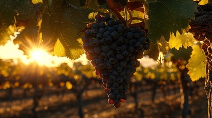 Sunlit red grapes hanging on vine in vineyard at sunset