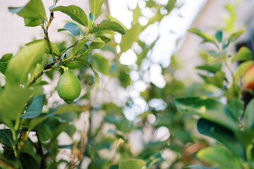 Green lime hanging from a tree branch in the garden
