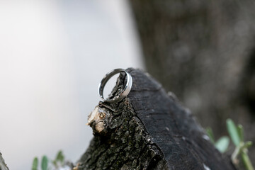 madera, bosque, macro, zoom, anillo, alianza, anillos, metal, oro, plata