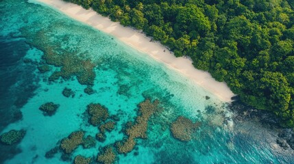 Aerial View of Tropical Beach and Lush Green Forest Landscape