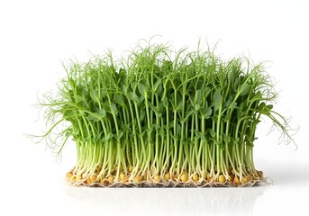 Organic microgreen of green pies isolated on white background.