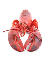 One tasty boiled lobster isolated on white