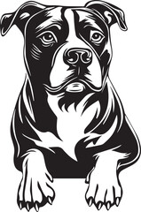 laying american staffordshire terrier dog