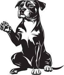 black and white american staffordshire terrier dog