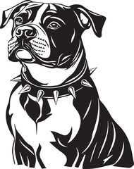 american staffordshire terrier dog with collar