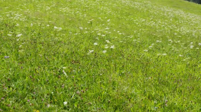 Vibrant alpine mountain flowers bloom in green meadows in the mountains of Switzerland