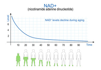 NAD plus levels. chart